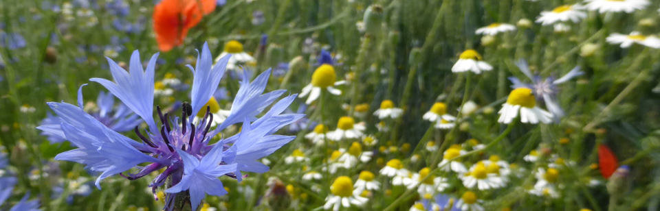 Kornblume und Kamille bei Herrlishöfen