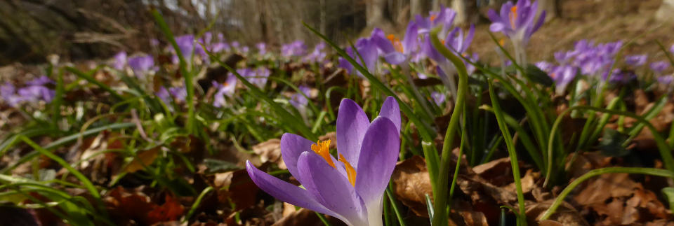 Krokus bei Ingoldingen