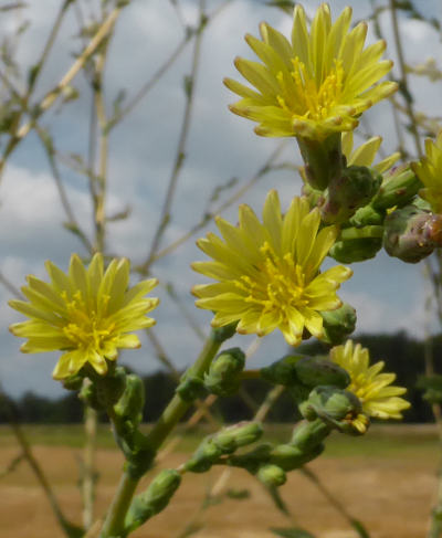 lactuca serriola