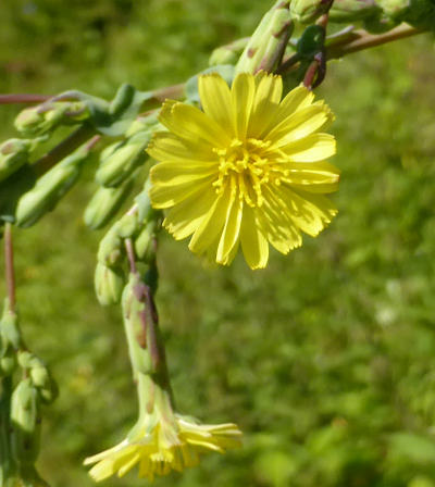 lactuca serriola