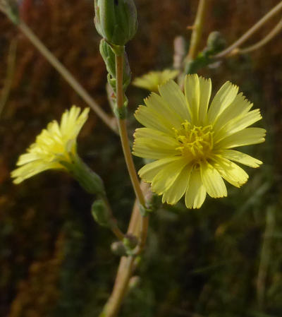 lactuca serriola