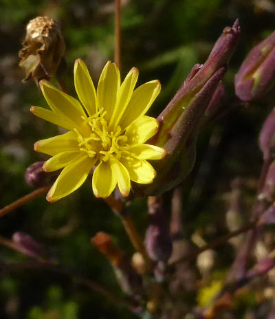 lactuca serriola