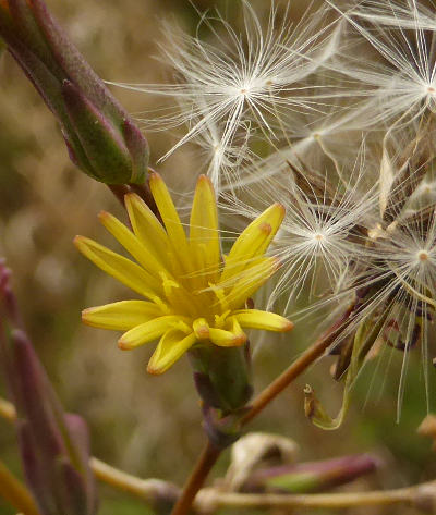 lactuca serriola