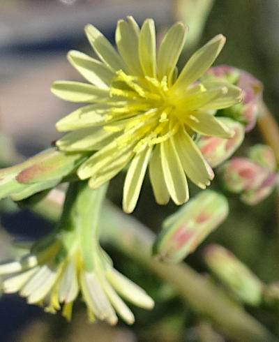 lactuca serriola