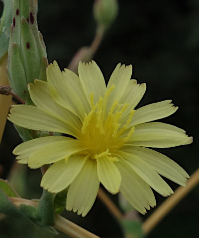 lactuca serriola