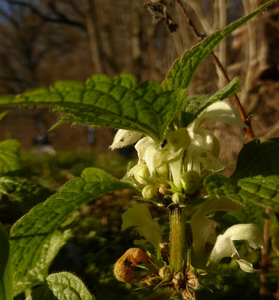 lamium album