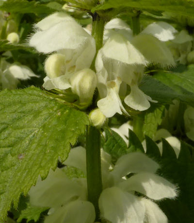 lamium-album