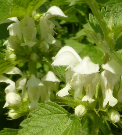 lamium album