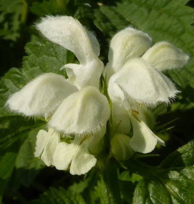 lamium album