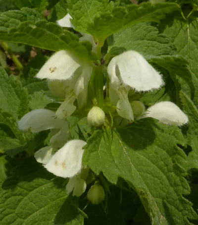 lamium album