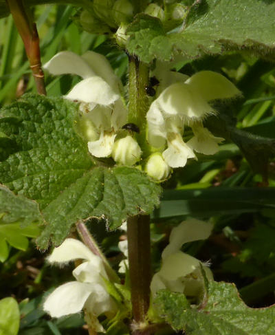 lamium album