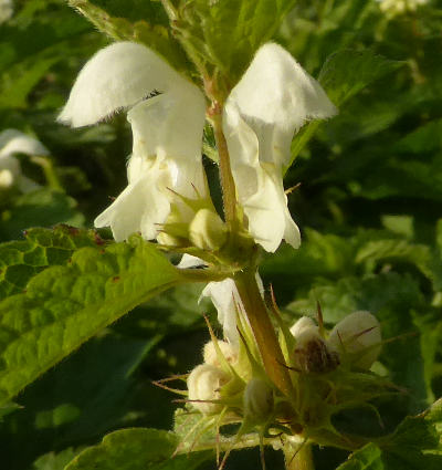 lamium album