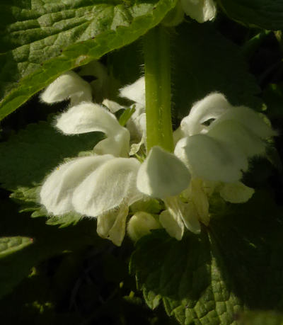 lamium album