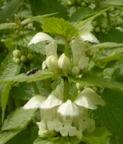 lamium album