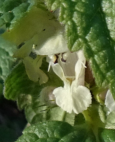 lamium album