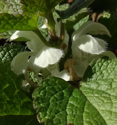 lamium album