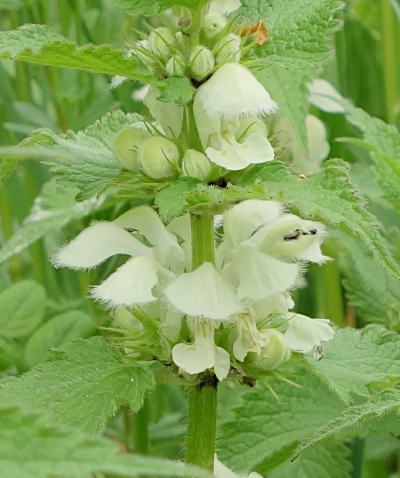 lamium album