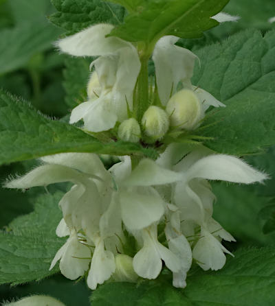 lamium album