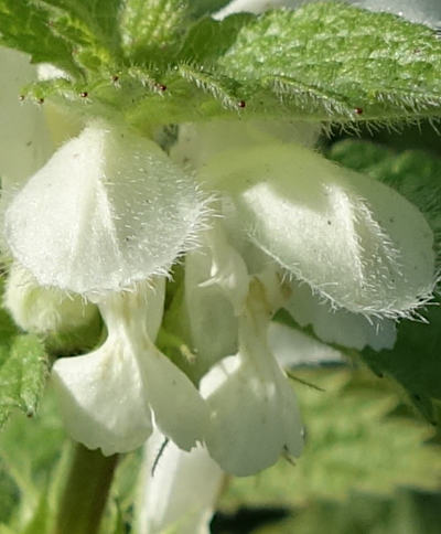 lamium album