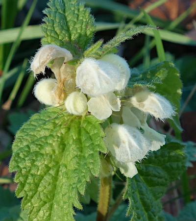 lamium album