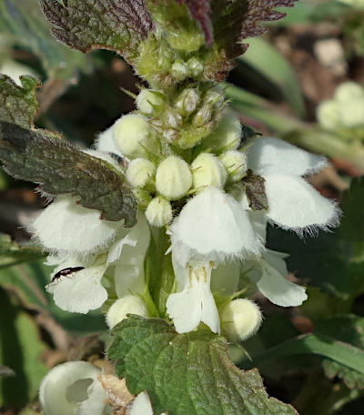 lamium album