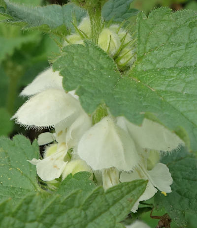 lamium album