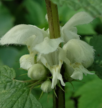 lamium album