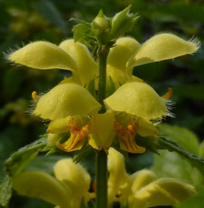 lamium galeobdolon