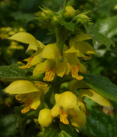 lamium galeobdolon