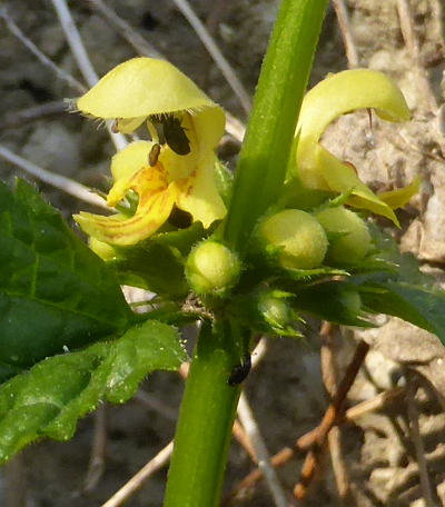 lamium galeobdolon