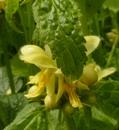 lamium galeobdolon