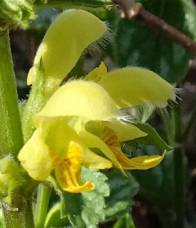 lamium galeobdolon