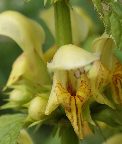 lamium galeobdolon