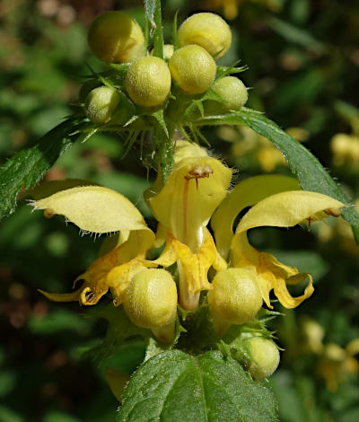 lamium galeobdolon