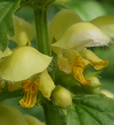 lamium galeobdolon