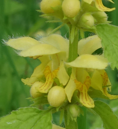 lamium galeobdolon