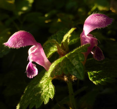 lamium maculatum