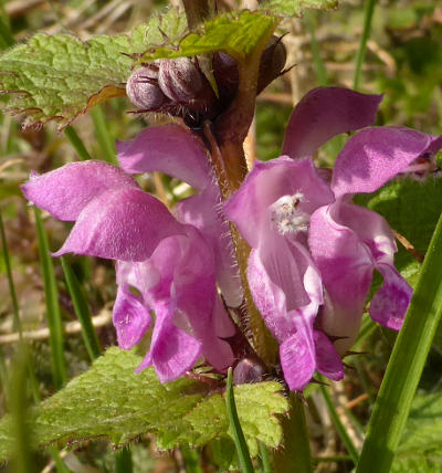 lamium maculatum