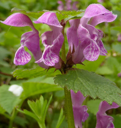 lamium maculatum