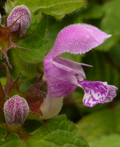 lamium maculatum