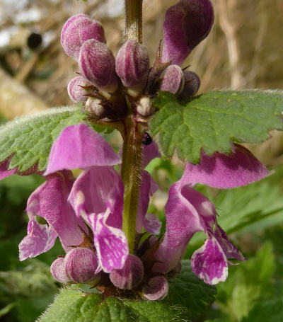 lamium maculatum