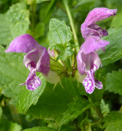 lamium maculatum