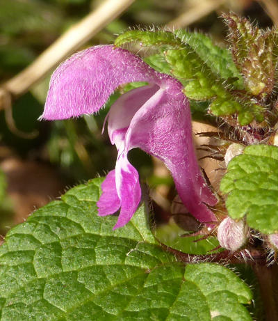 lamium maculatum