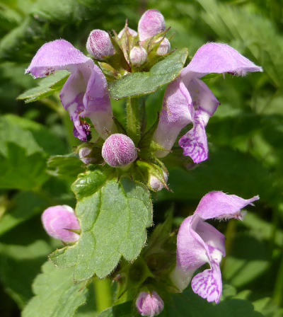 lamium maculatum