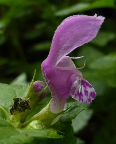 lamium maculatum