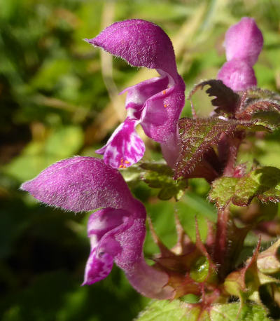 lamium maculatum