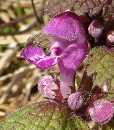 lamium maculatum