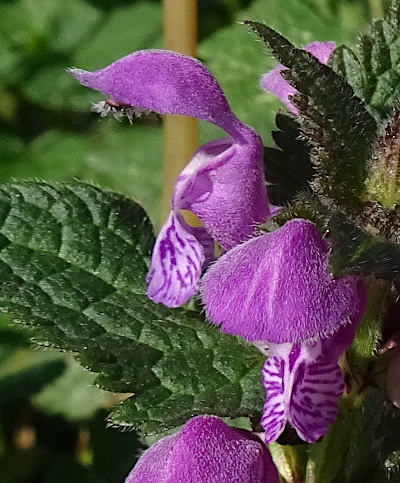 lamium maculatum