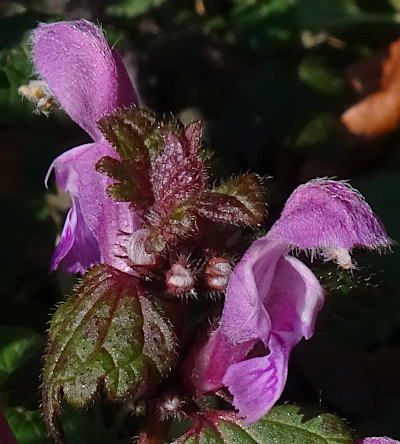 lamium maculatum