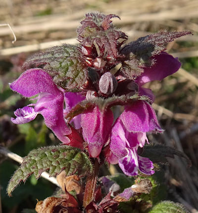 lamium maculatum